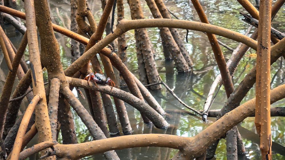 Caranguejo sobre as raízes do mangue, visto do barco