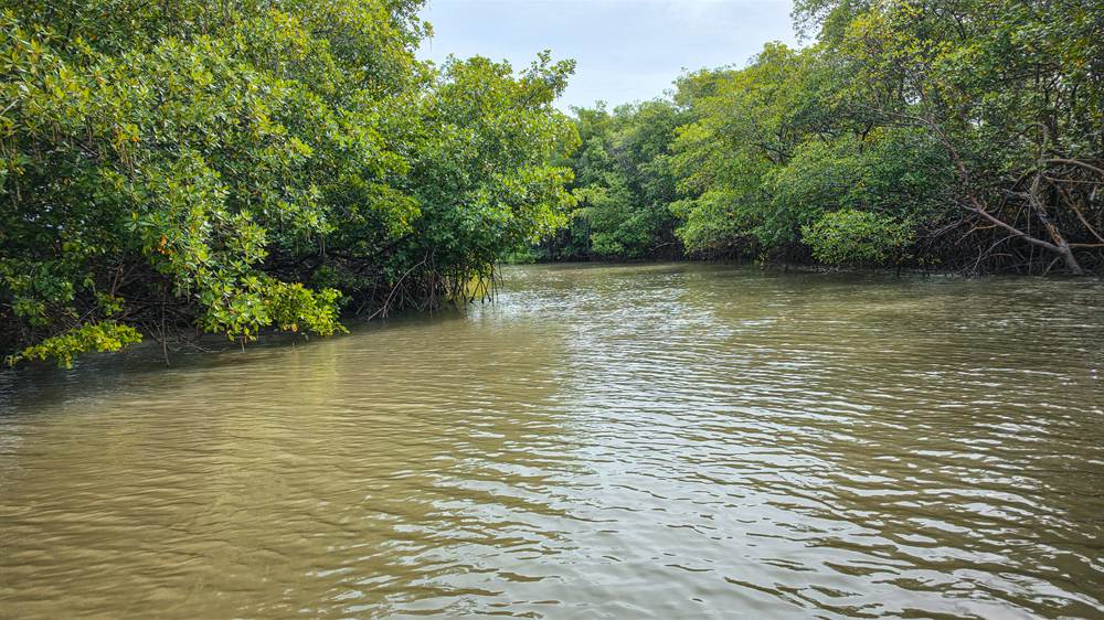 Vegetação do mangue à beira do rio durante o passeio de barco