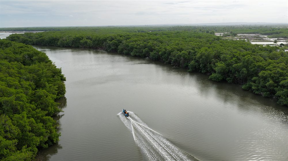 Barco de passeio cruzando o rio entre o mangue, visto de cima